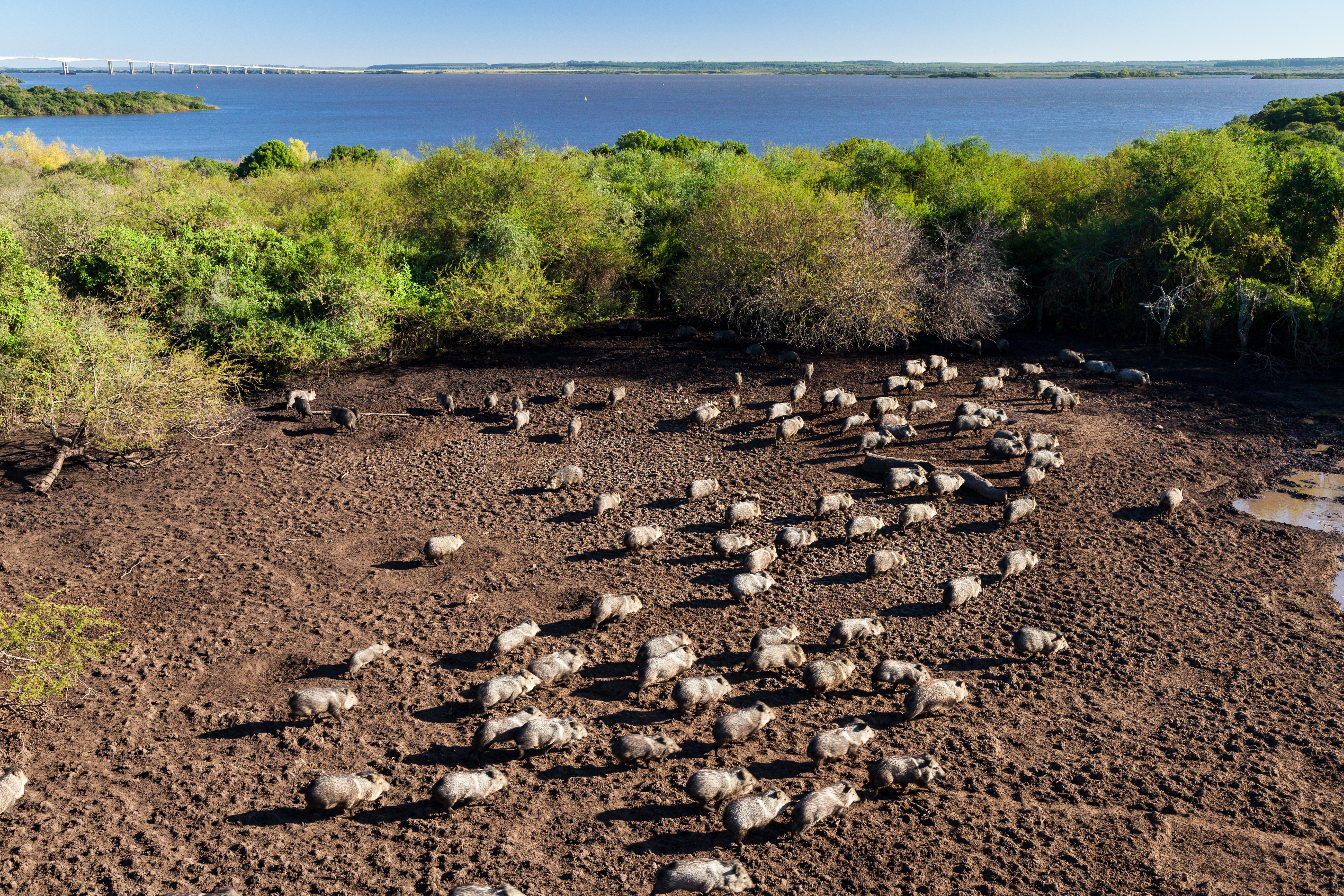 Pecaríes de collar liberados por Montes del Plata se adaptaron a su hábitat natural
