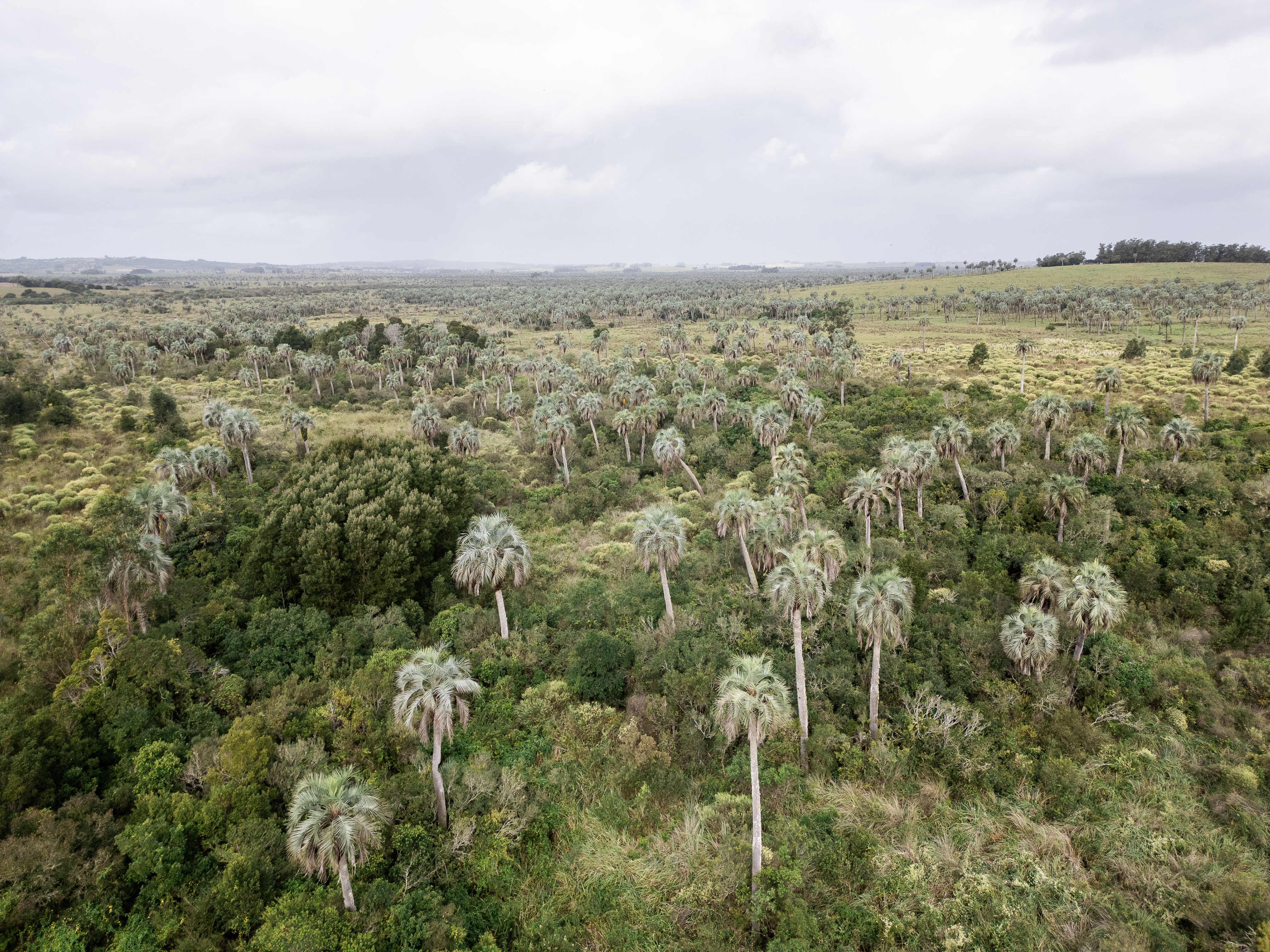 Palmares Butiá Odorata