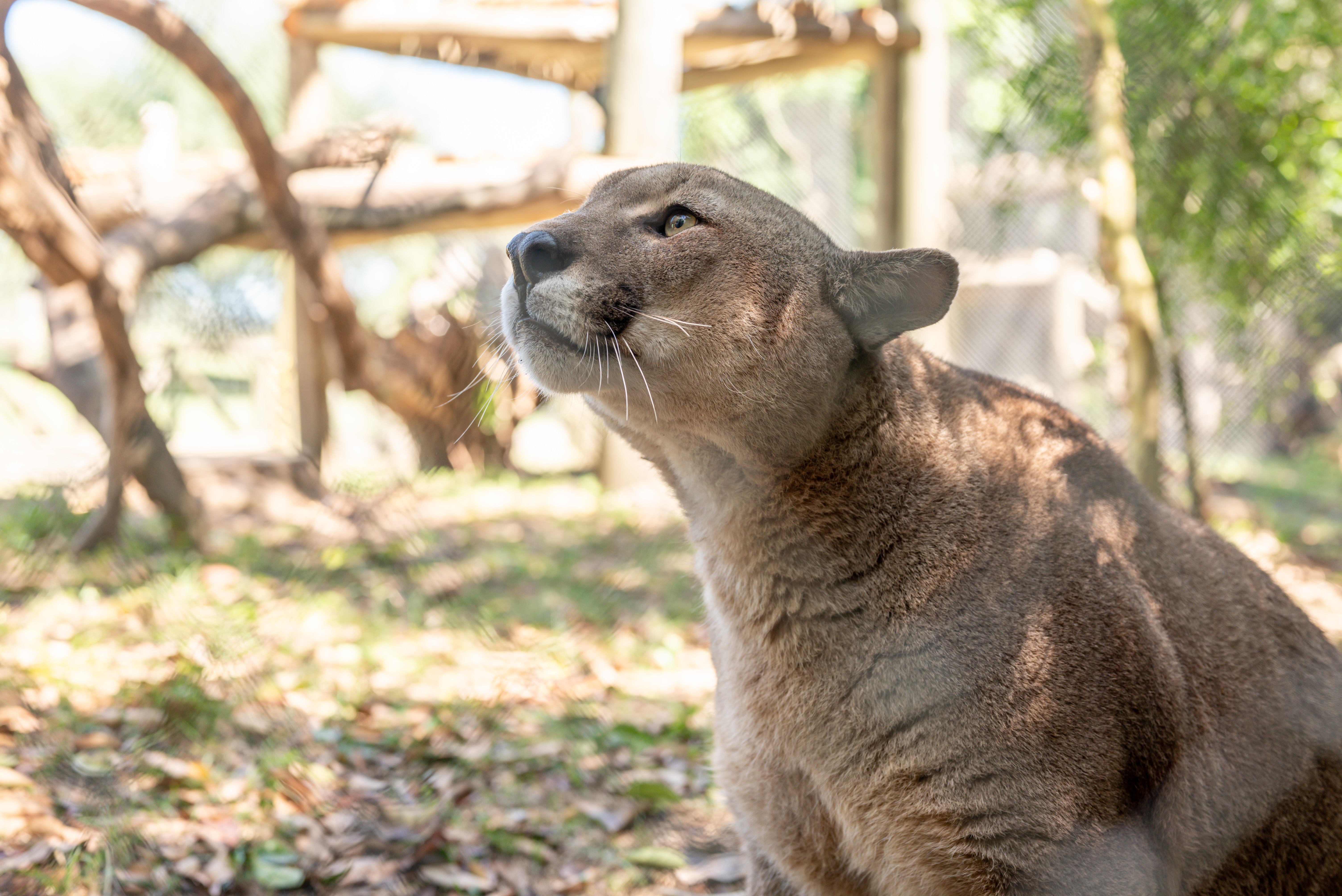 Pumas llegaron al Bioparque como parte de un acuerdo regional de conservación