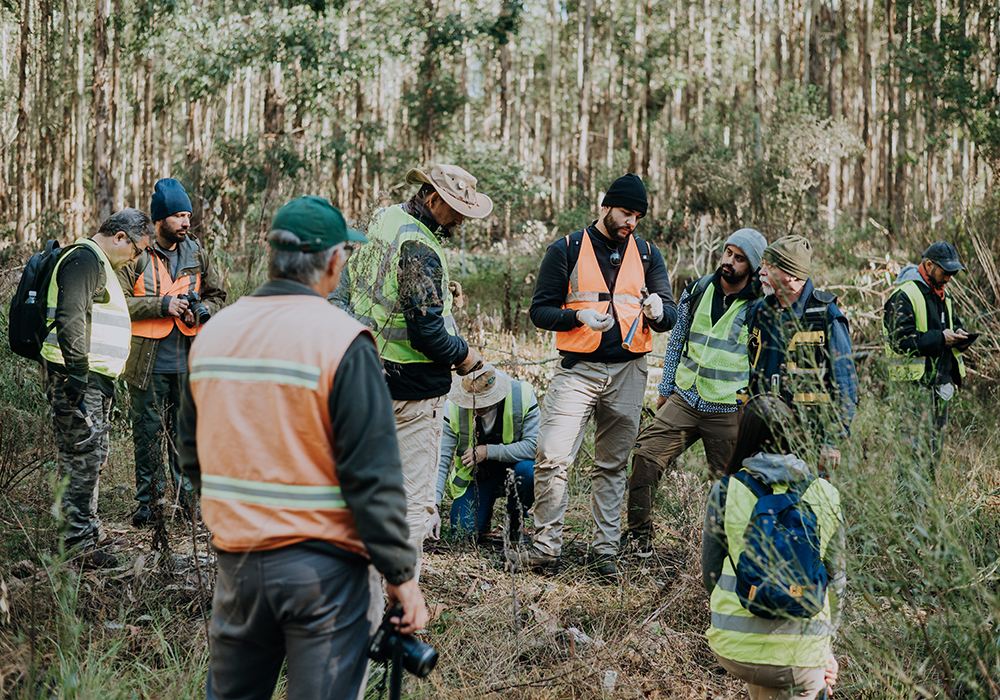 Científicos brasileños y uruguayos relevaron el campo forestal de Montes del Plata donde fueron hallados huevos de dinosaurios