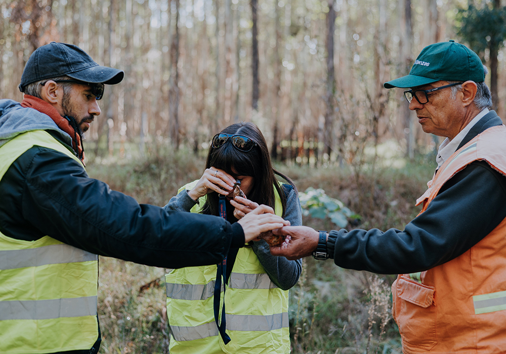Científicos brasileños y uruguayos relevaron el campo forestal de Montes del Plata donde fueron hallados huevos de dinosaurios