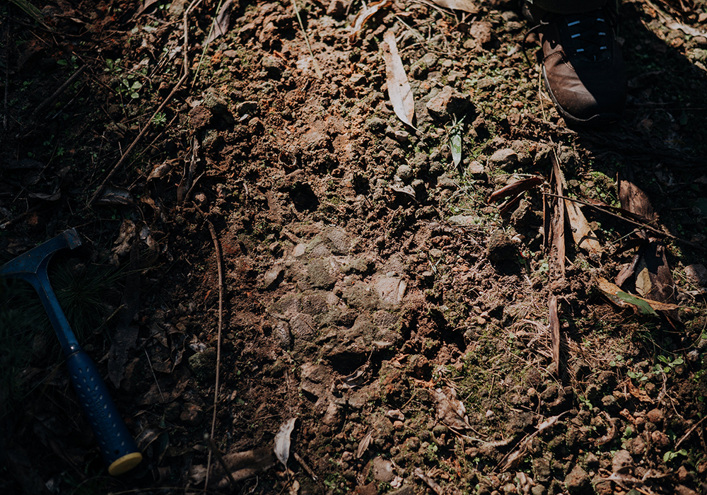 Científicos brasileños y uruguayos relevaron el campo forestal de Montes del Plata donde fueron hallados huevos de dinosaurios