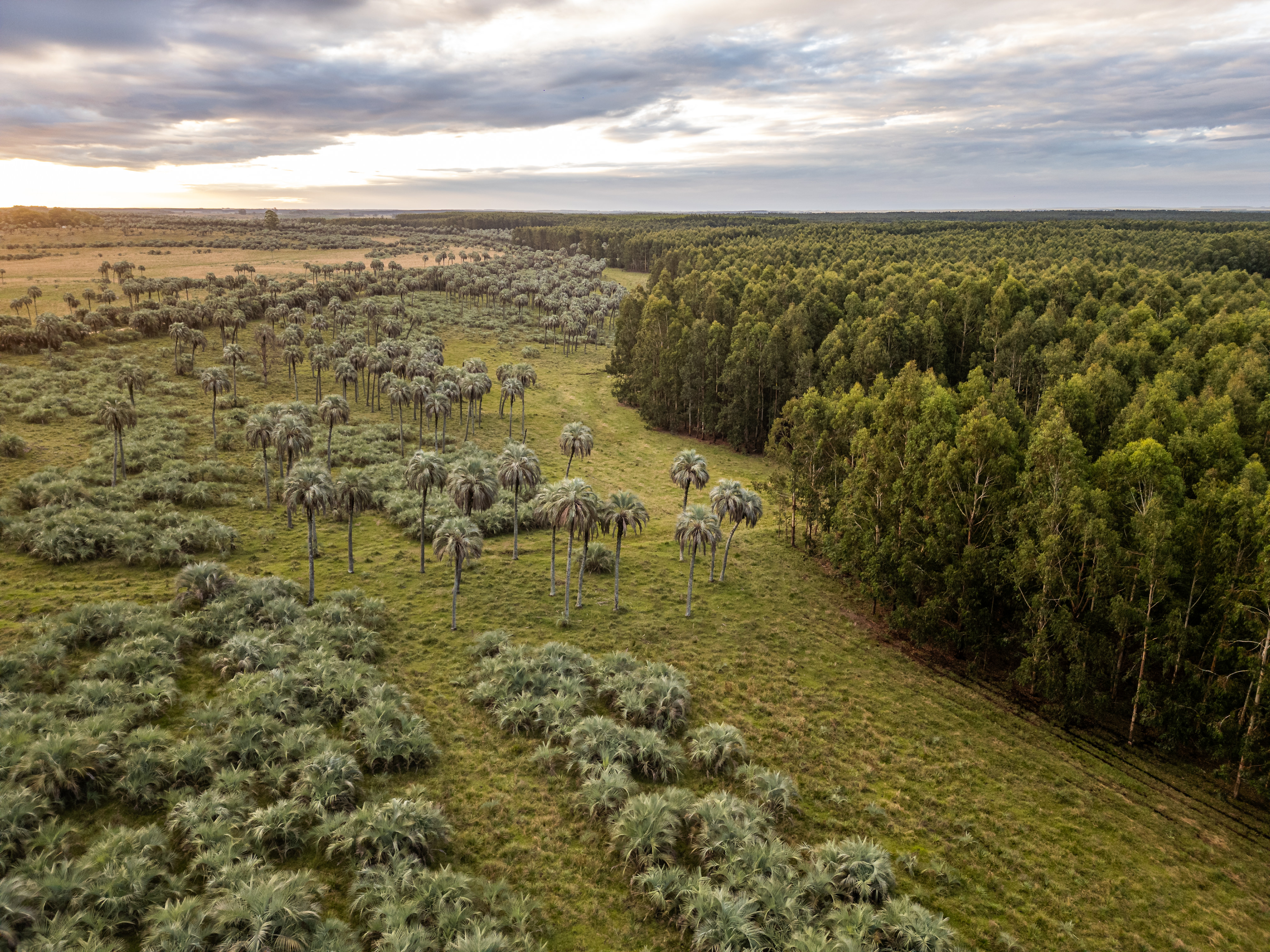 Montes del Plata distinguida en la COP16