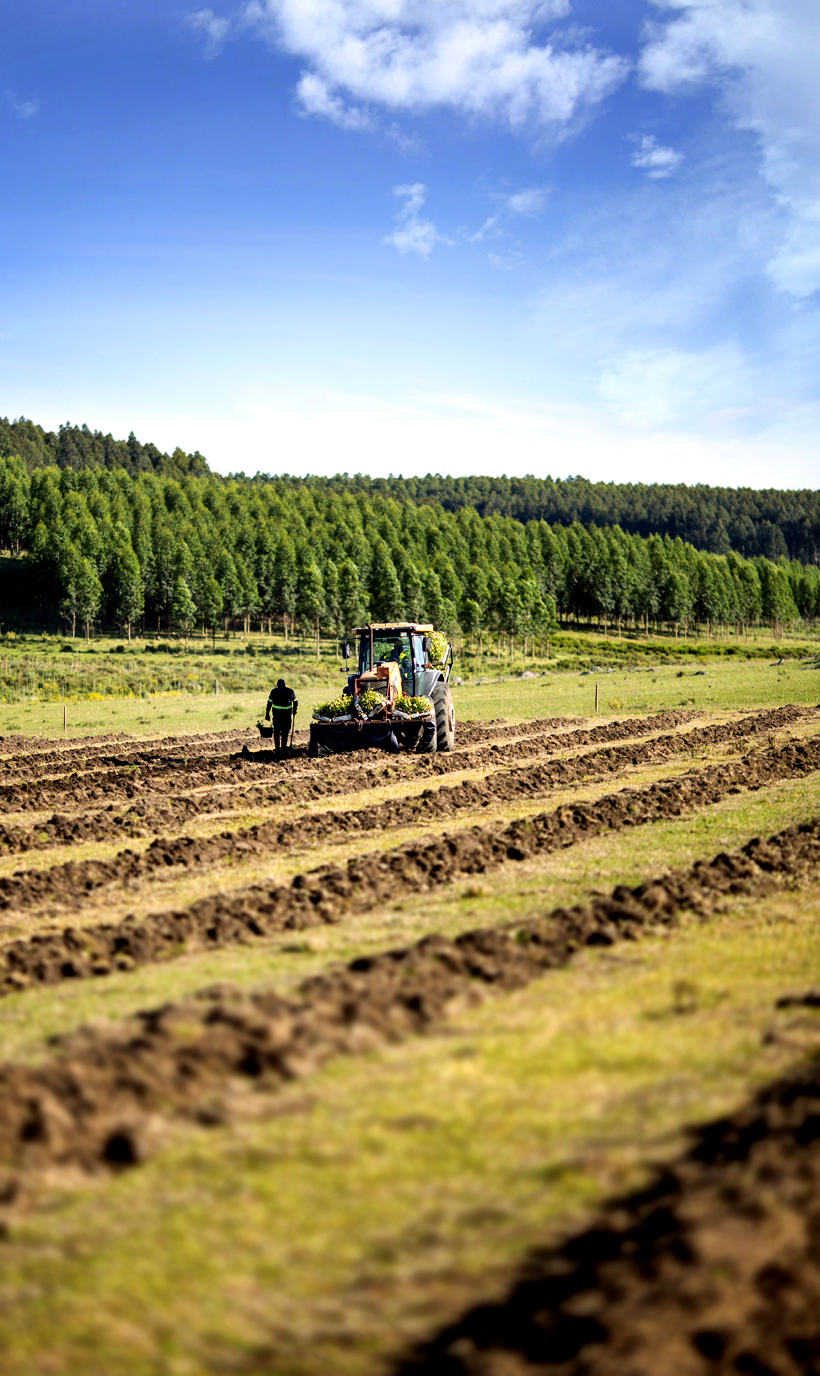 Desde la plantación a la cosecha