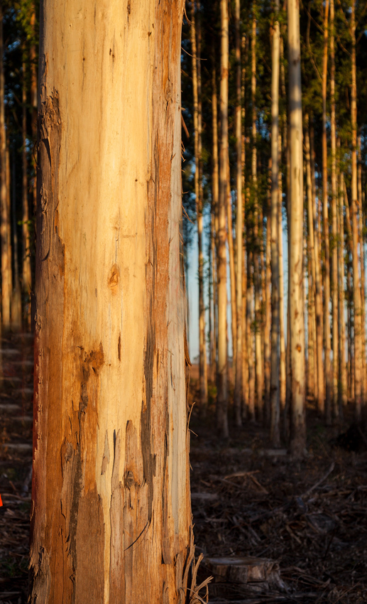 Forestación