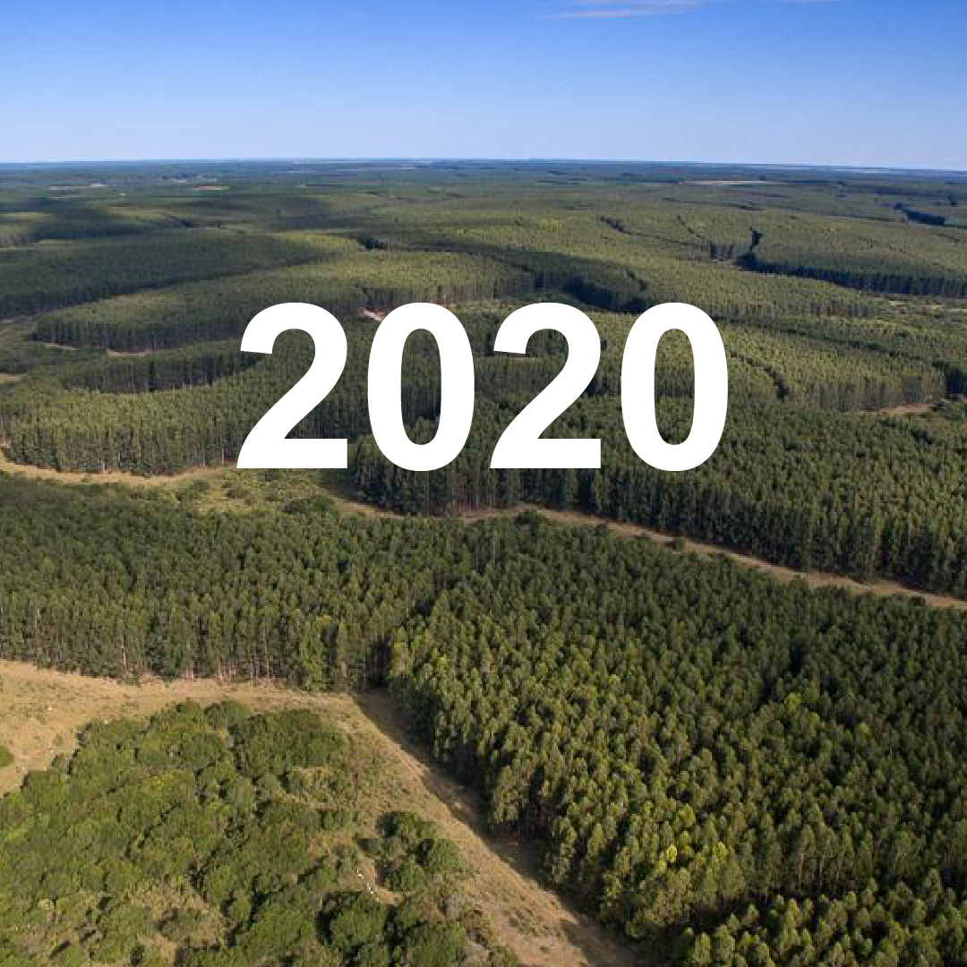 Informe de Impacto Económico en Uruguay 2020